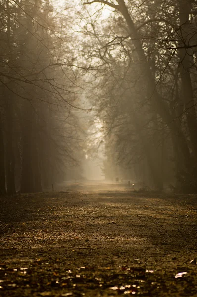 Autumn — Stock Photo, Image