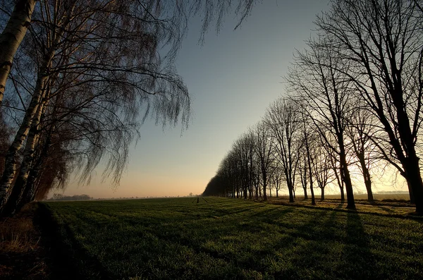 Early spring — Stock Photo, Image