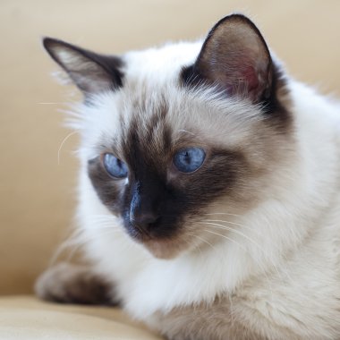 mavi gözlü güzel purebred kedi