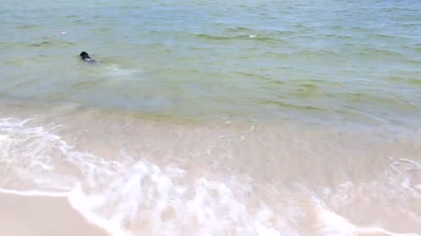 Labrador retriever simning i havet — Stockvideo