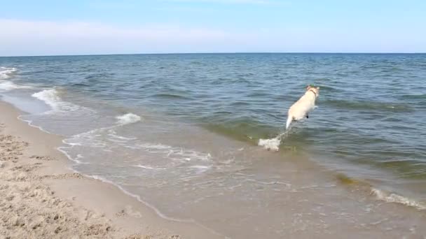 Labrador retriever saltando in acqua — Video Stock