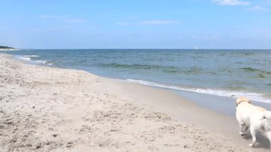 Sahilde köpeğini çalışan kadın