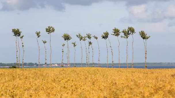 Árboles y campo de trigo balanceándose en el viento — Vídeo de stock