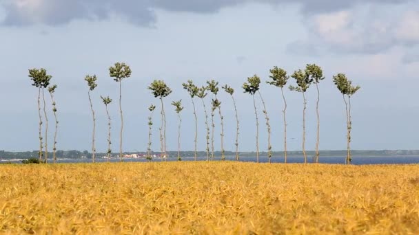 Árboles y campo de trigo balanceándose en el viento — Vídeos de Stock