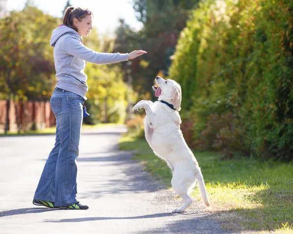 Hermosa mujer entrenando perro raza labrador retriever — Foto de Stock