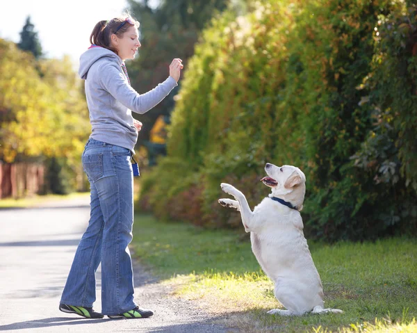 Hermosa mujer entrenando perro raza labrador retriever — Foto de Stock