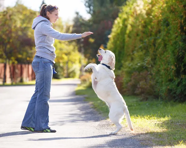 Beautiful woman training dog breed labrador retriever 图库图片