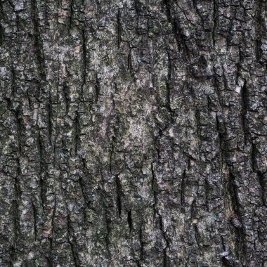 Ağaç kabuğu doğal ışık doku