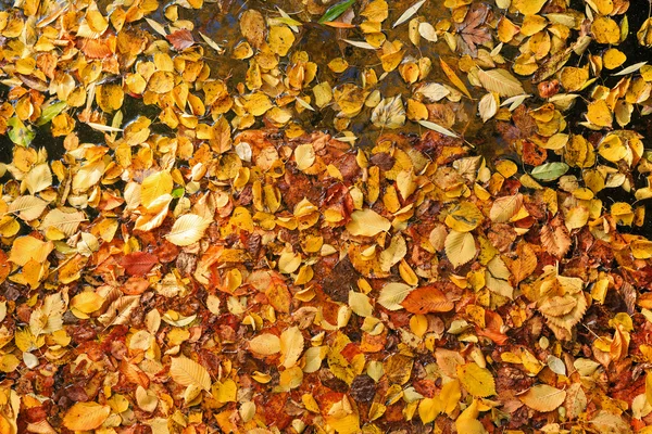 Hojas de otoño en el agua —  Fotos de Stock