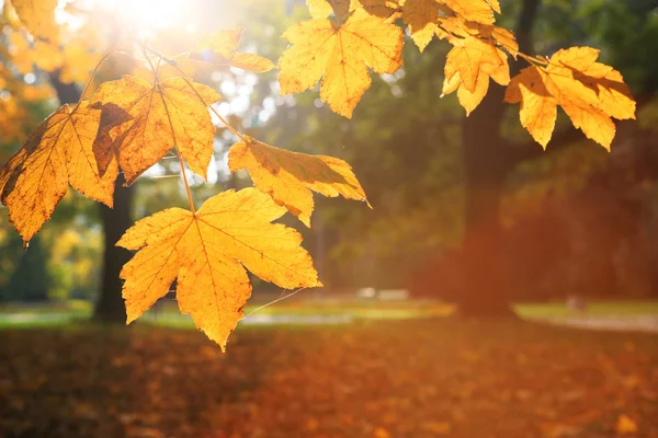 Herbstblätter in der Sonne — Stockfoto