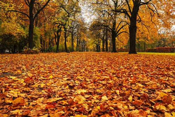 Park in autumn — Stock Photo, Image