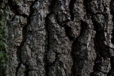 ahşap doku arkaplanı