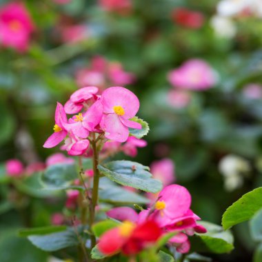 pembe çiçekler, çiçek arka plan