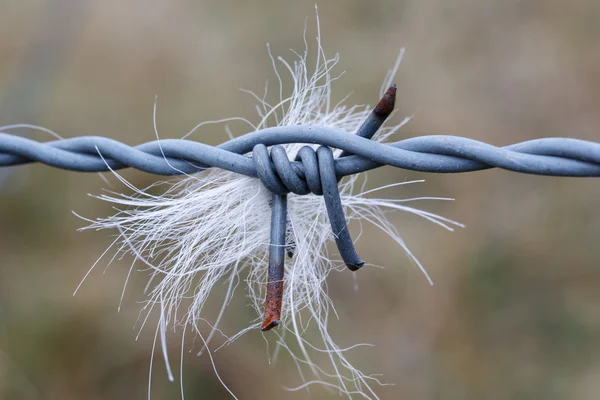 Barbed wire and a piece of fur — Stock Photo, Image