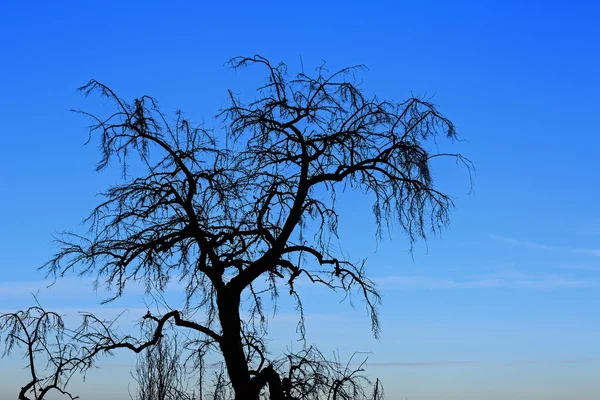 Silhouette di un albero morto contro un cielo blu — Foto Stock