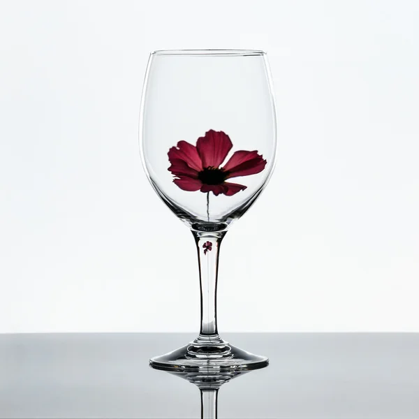Wine glass with flower — Stock Photo, Image