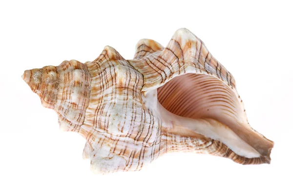 Seashell su sfondo bianco — Foto Stock