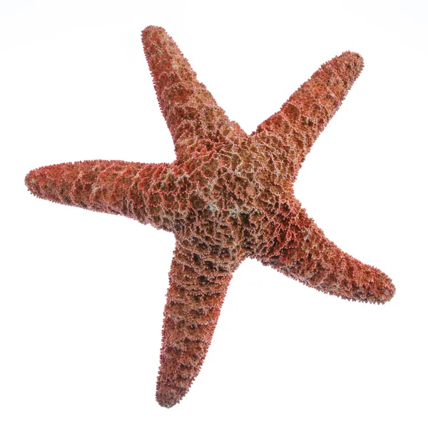 Морская звезда на белом фоне — стоковое фото
