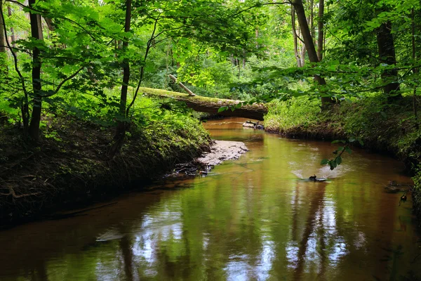 Река, протекающая через лес — стоковое фото