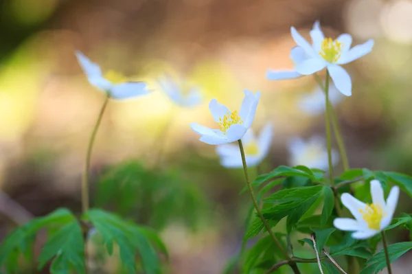 Красиві квіти на сонці — стокове фото