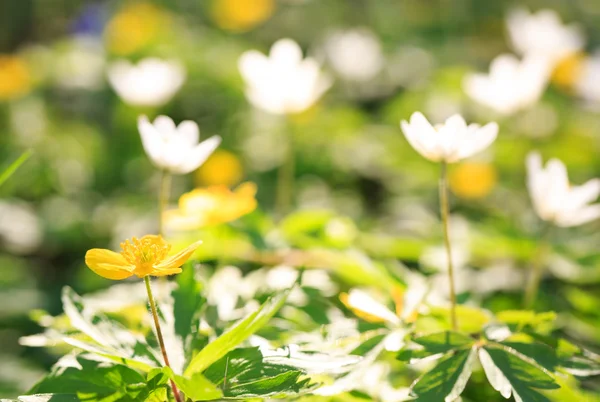 Piękne kwiaty w słońcu — Zdjęcie stockowe