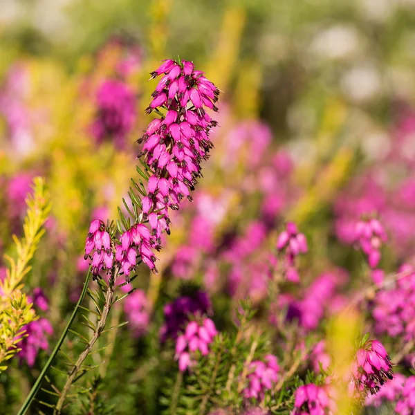 Gyönyörű virágok myretoun ruby.erica carnea — Stock Fotó