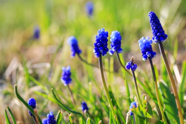 Belles fleurs bleues, macro photographie — Photo