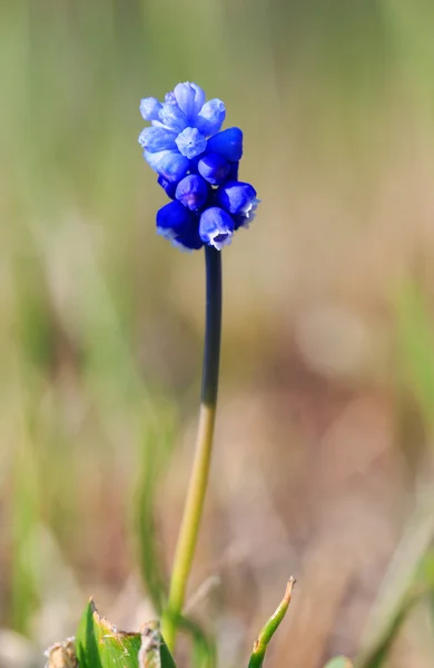 Beautiful blue flowers, macro photography — Stock Photo, Image