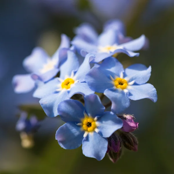 Beautiful spring nots,floral background — Stock Photo, Image