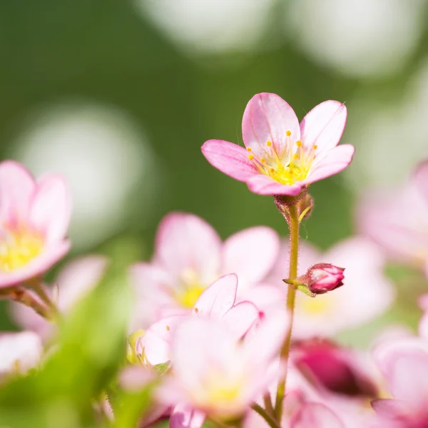 Prachtige Lentebloemen, bloemen achtergrond — Stockfoto