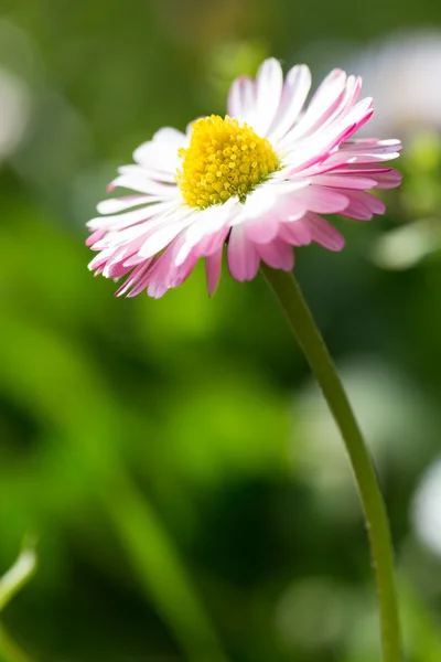 Beautiful spring daisy,floral background — Stock Photo, Image
