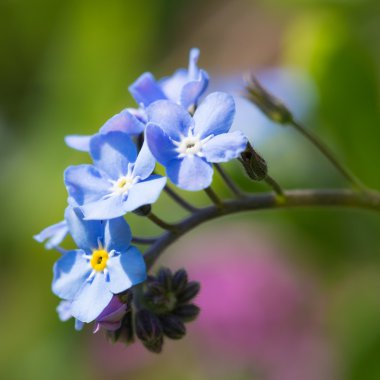 güzel bahar fakirler, çiçek arka plan