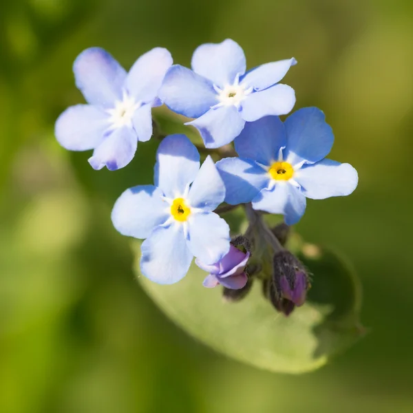 Beautiful spring nots,floral background — Stock Photo, Image