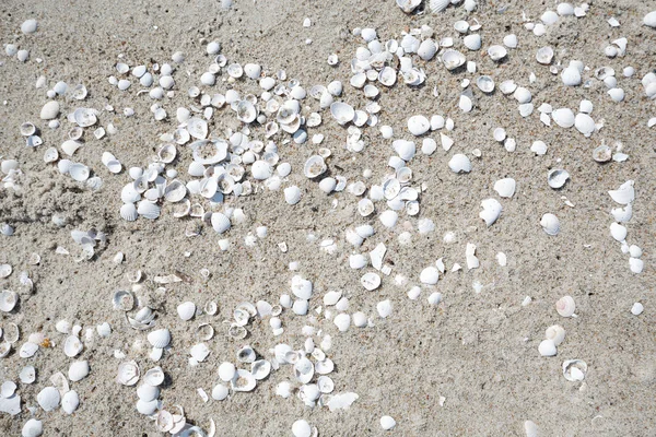 Zand en schelpen op het strand — Stockfoto