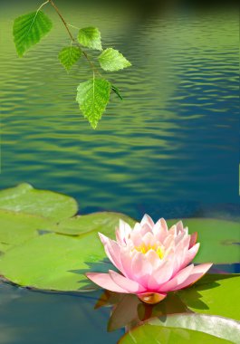 Lotus