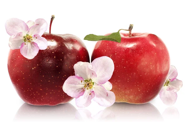 Два яблока крупным планом — стоковое фото