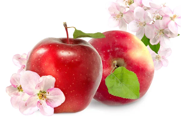 Два яблока изолировать — стоковое фото