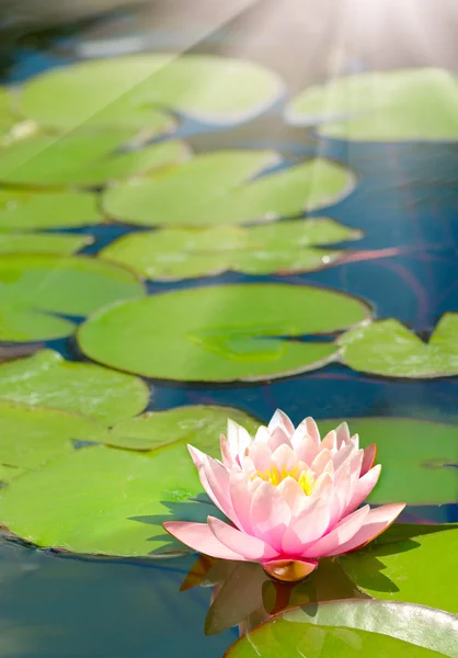 Lotus flower in the pond — Stock Photo, Image