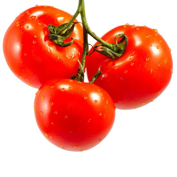 Aislado de tomate maduro — Foto de Stock