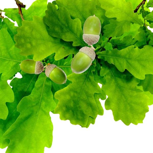 Oak branch isolate on white background — Stock Photo, Image