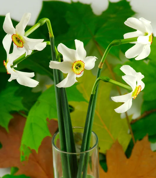 在花瓶里的白水仙 — 图库照片