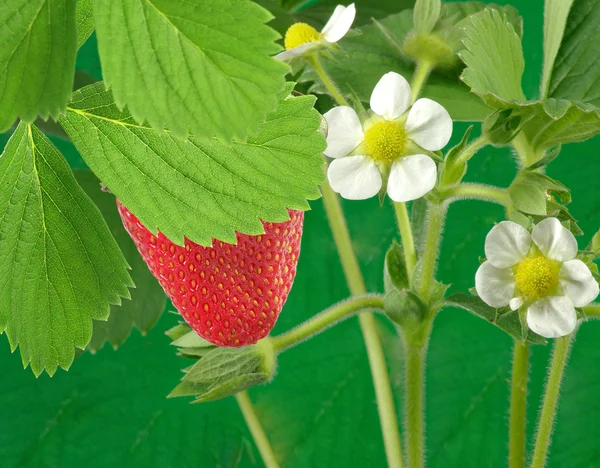 在布什上一个草莓 — 图库照片