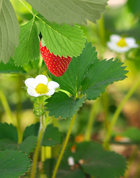 Una fresa en el jardín — Foto de Stock