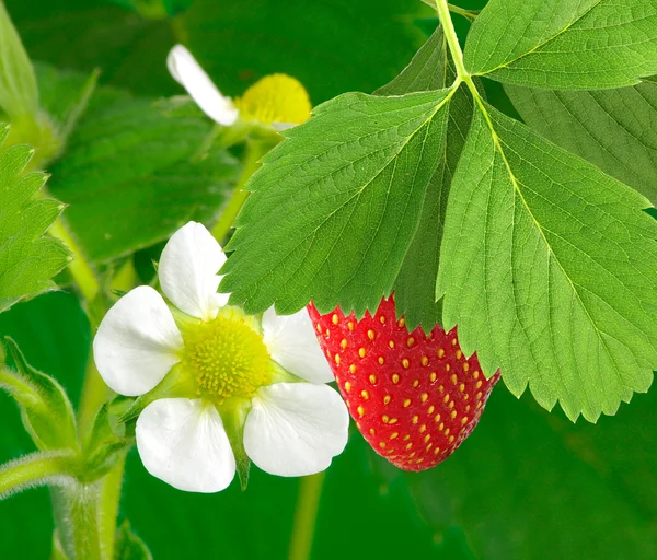 灌木上的草莓 — 图库照片