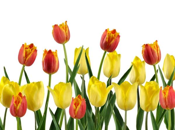 Tulipány na bílém pozadí — Stock fotografie
