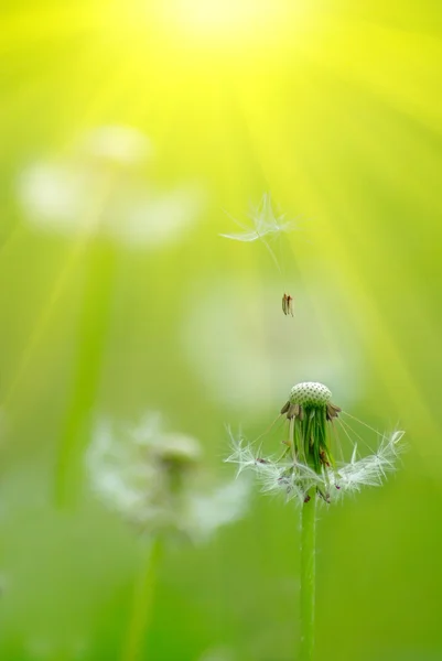 蒲公英花 — 图库照片