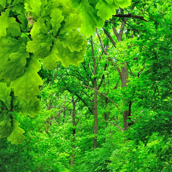 Forêt en été — Photo