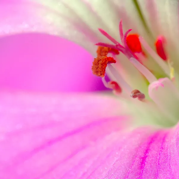 Fecho da flor — Fotografia de Stock