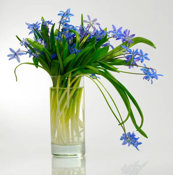 Flores en un vaso — Foto de Stock