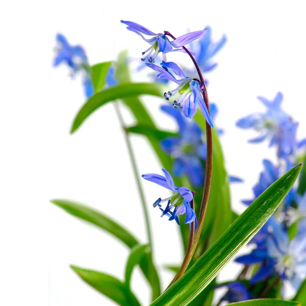 Primo piano fiori — Foto Stock